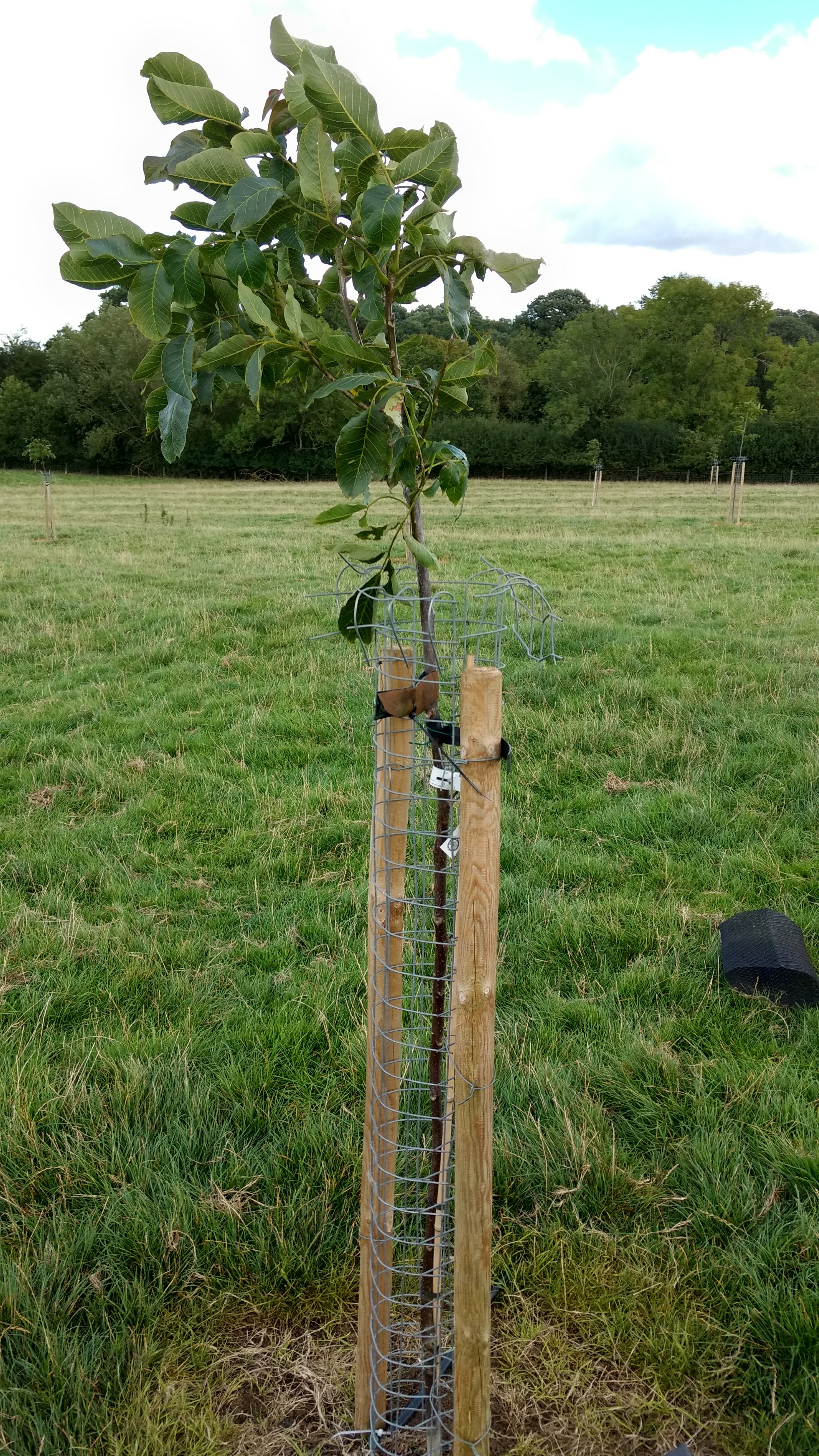 IMG_20170912_141341982_HDR Warwickshire Walnuts & Trees