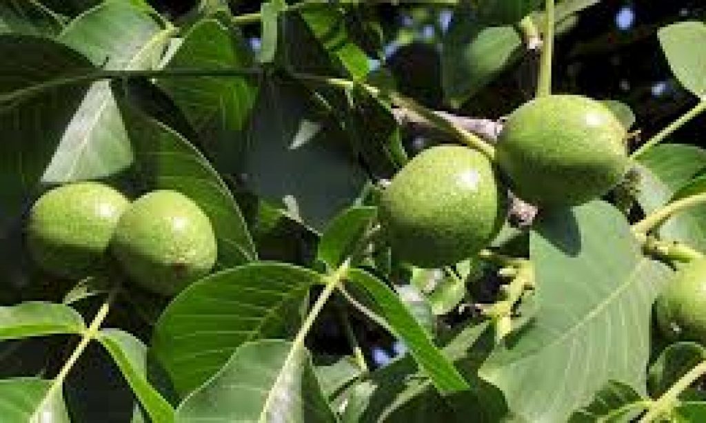 green tree walnut price