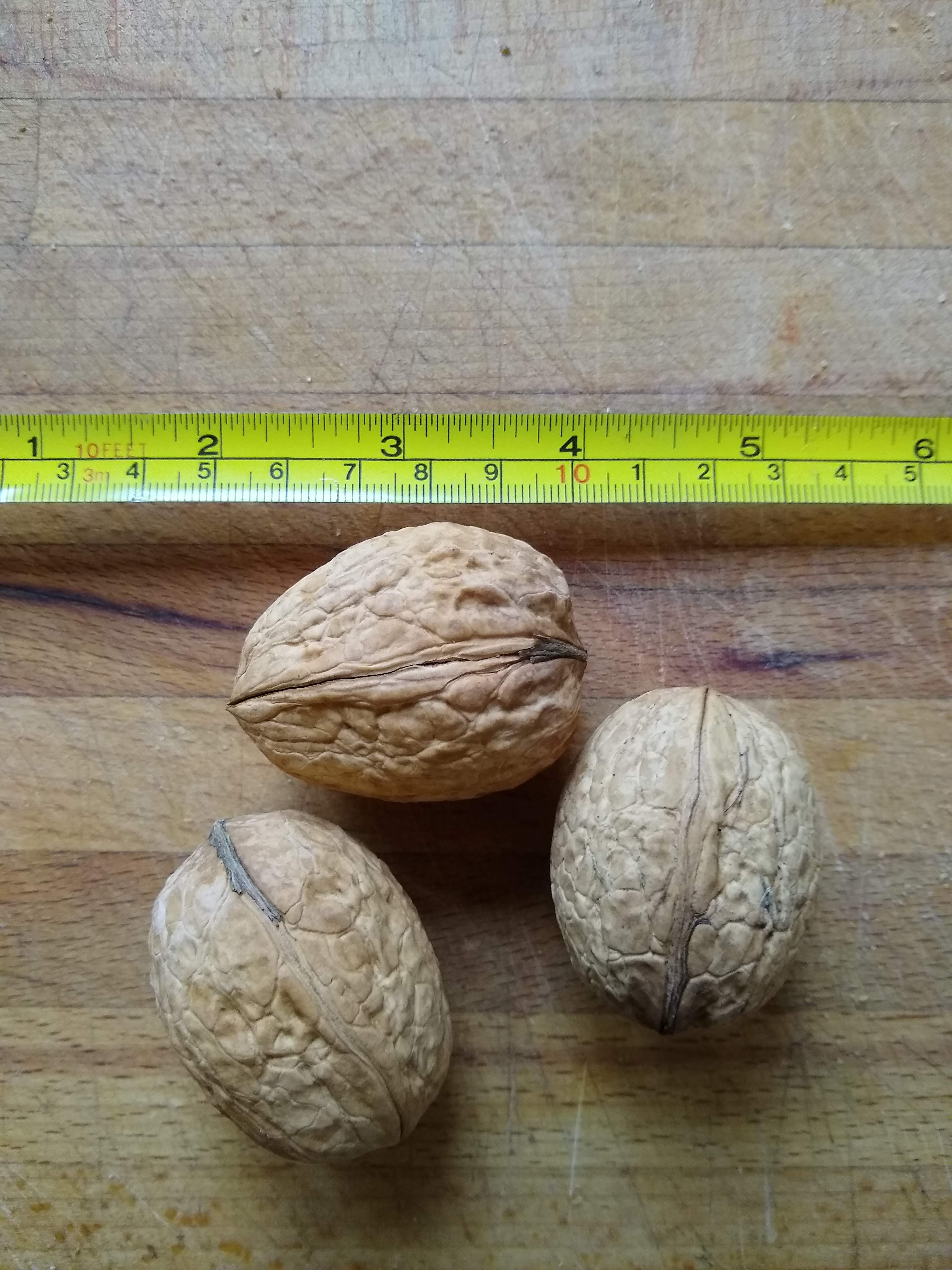 Walnuts Warwickshire Walnuts & Trees