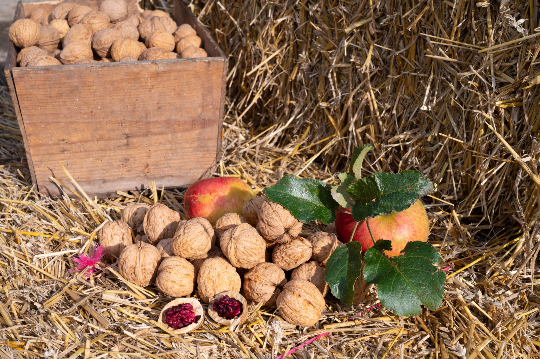 Dried walnuts