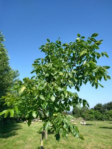 Young Lara planted Autumn 2014