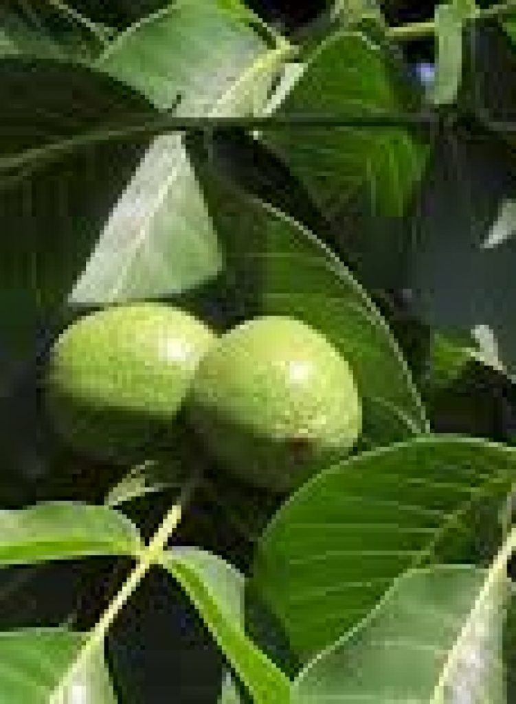 croppedWalnutsontree.jpg Warwickshire Walnuts & Trees